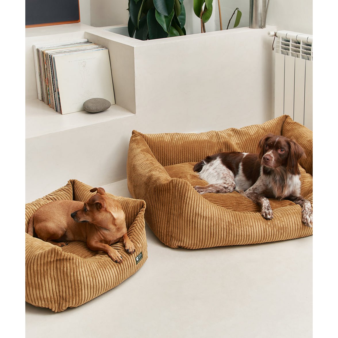 2 honden in de Oker gele hondenmand met ribfluwelen corduroy stof van het merk cafide